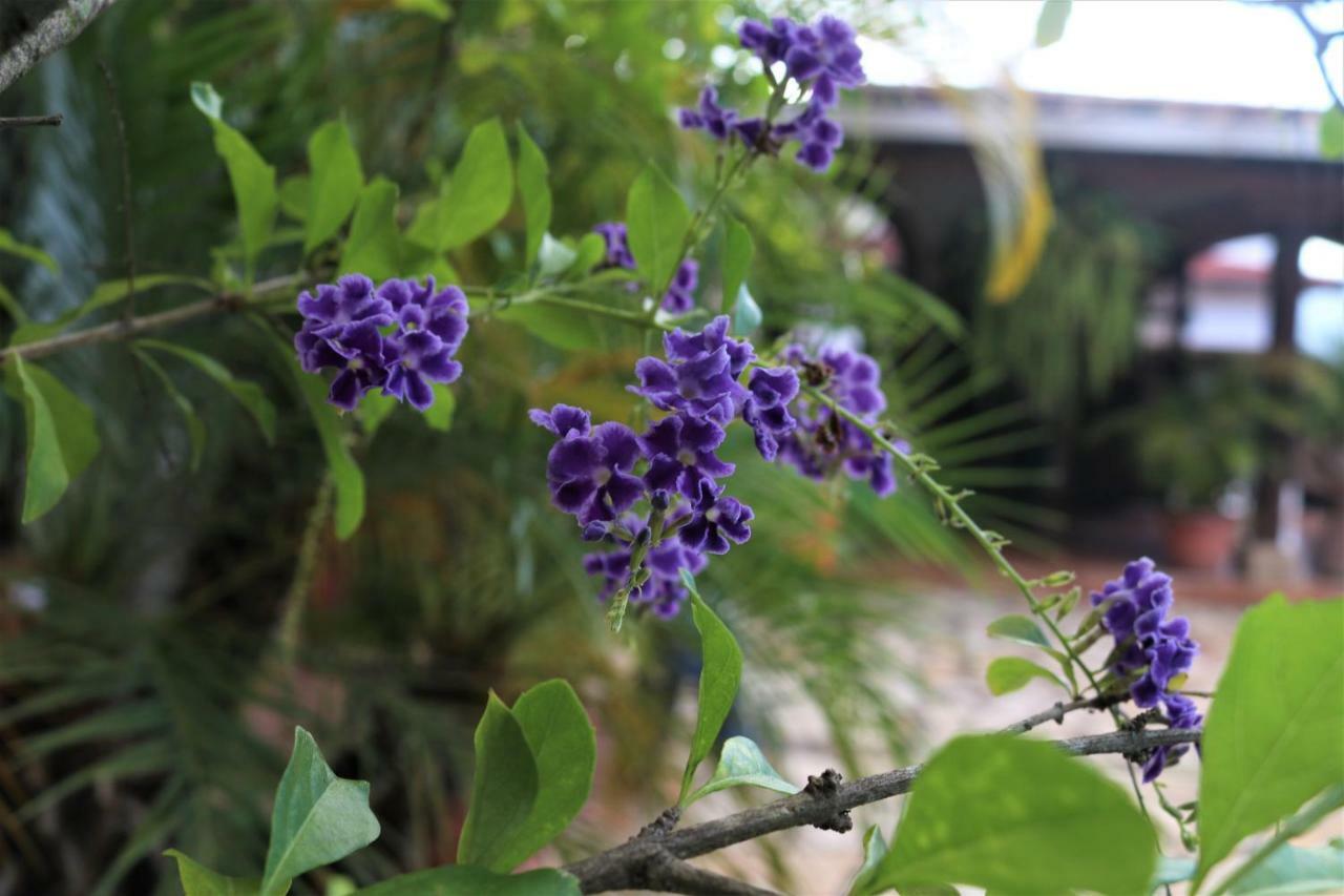 Hotel Buena Vista Copan ภายนอก รูปภาพ